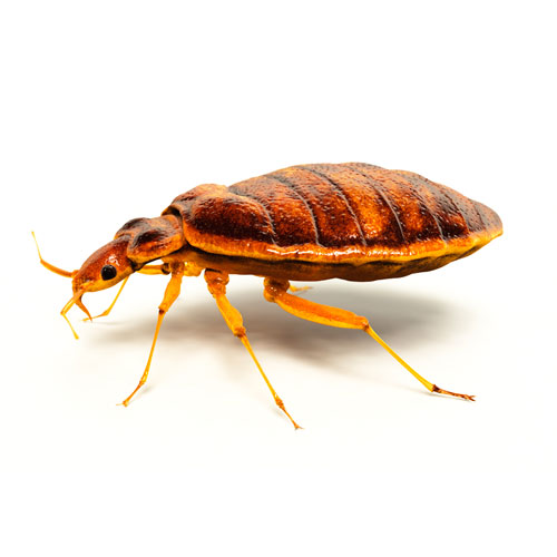 Bed bug shown in extreme close-up