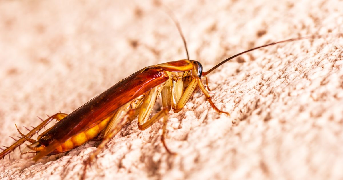 Close-up of a roach on an indoor surface