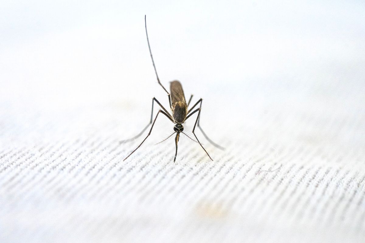 Mosquito resting on a fabric surface