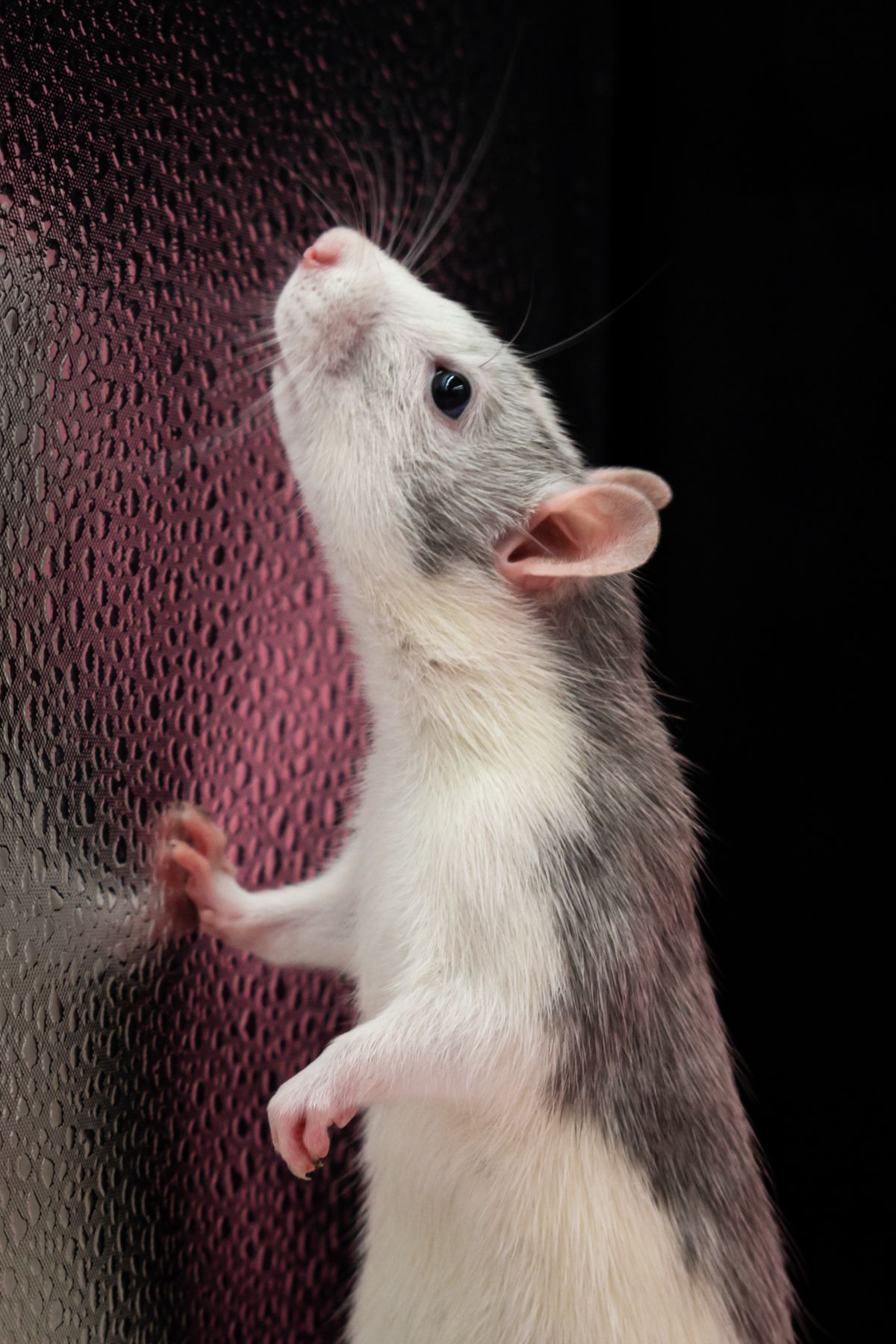 Rat searching for an entry point indoors