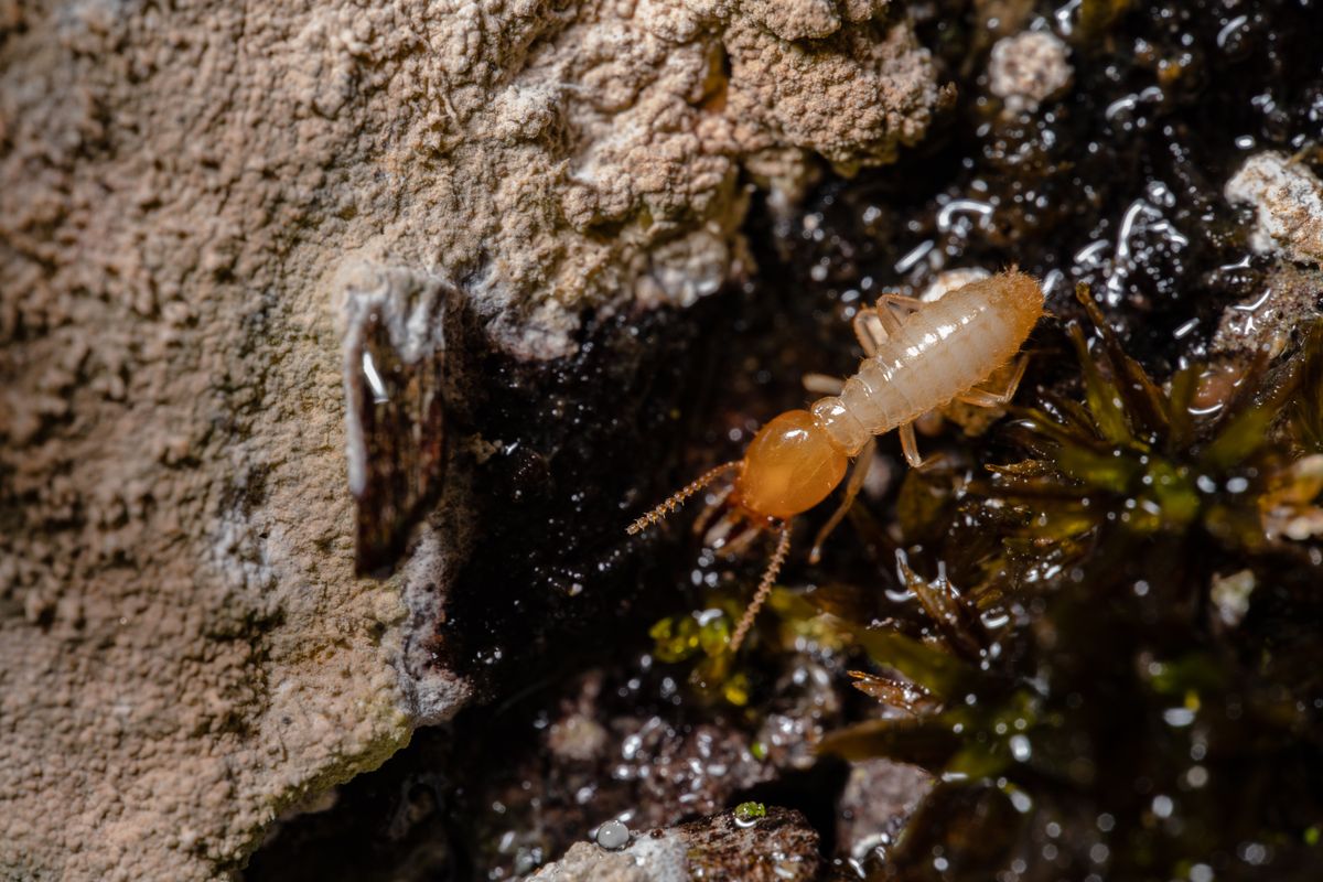 Macro view of a termite on damp wood